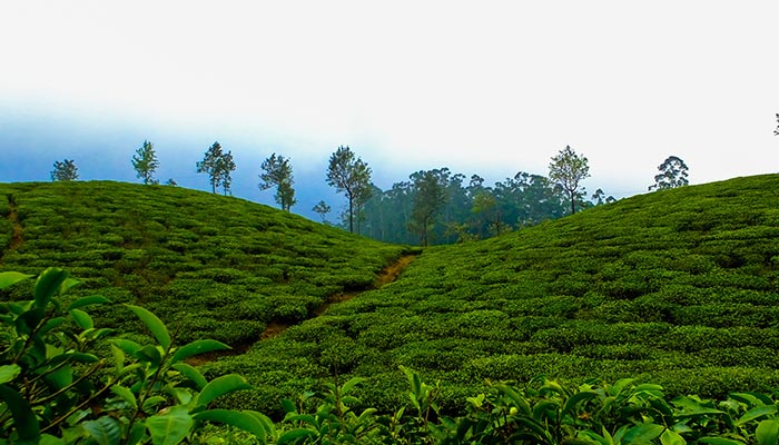 munnar tour booking