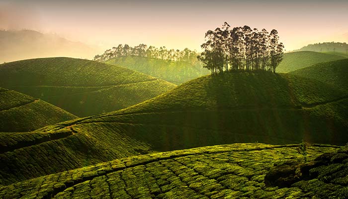 munnar tour booking